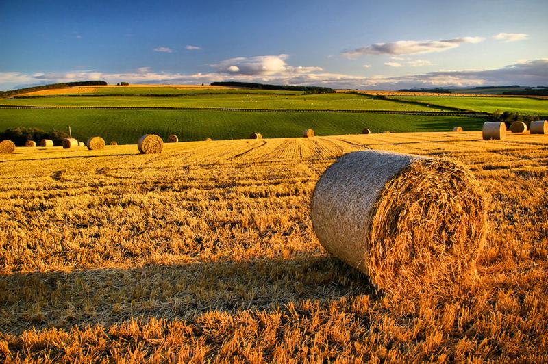 curiosità agricoltura